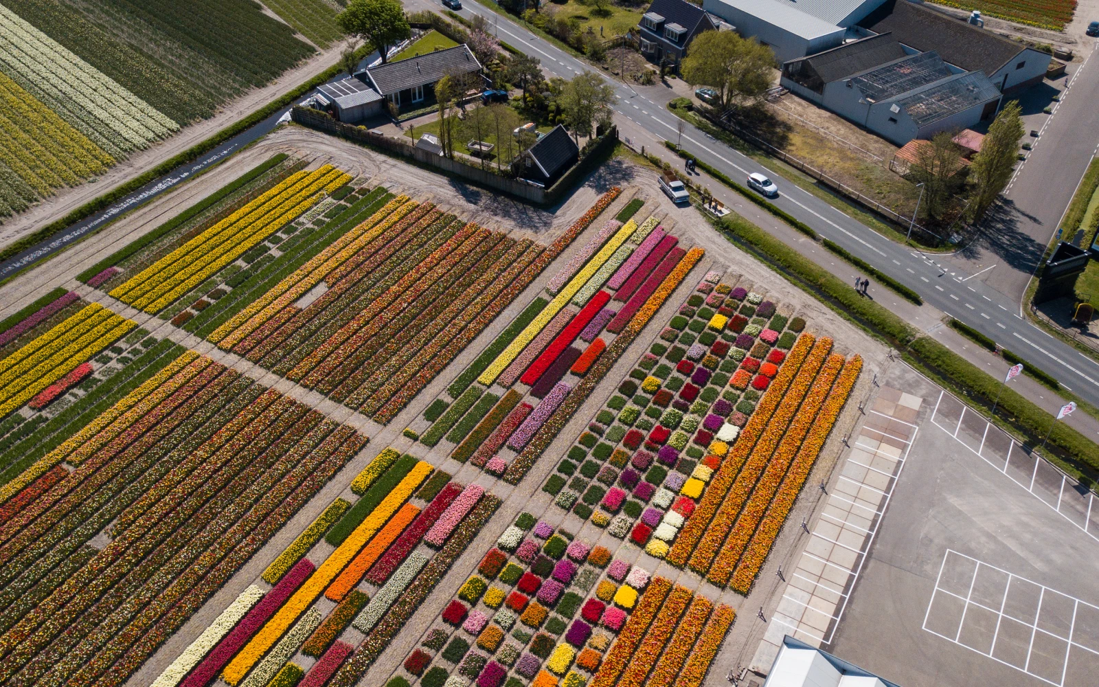 Bollenveld drone beeld