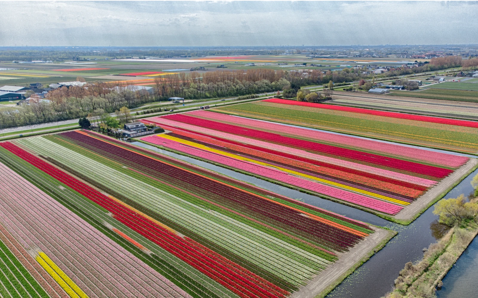 Bollenveld vergezicht